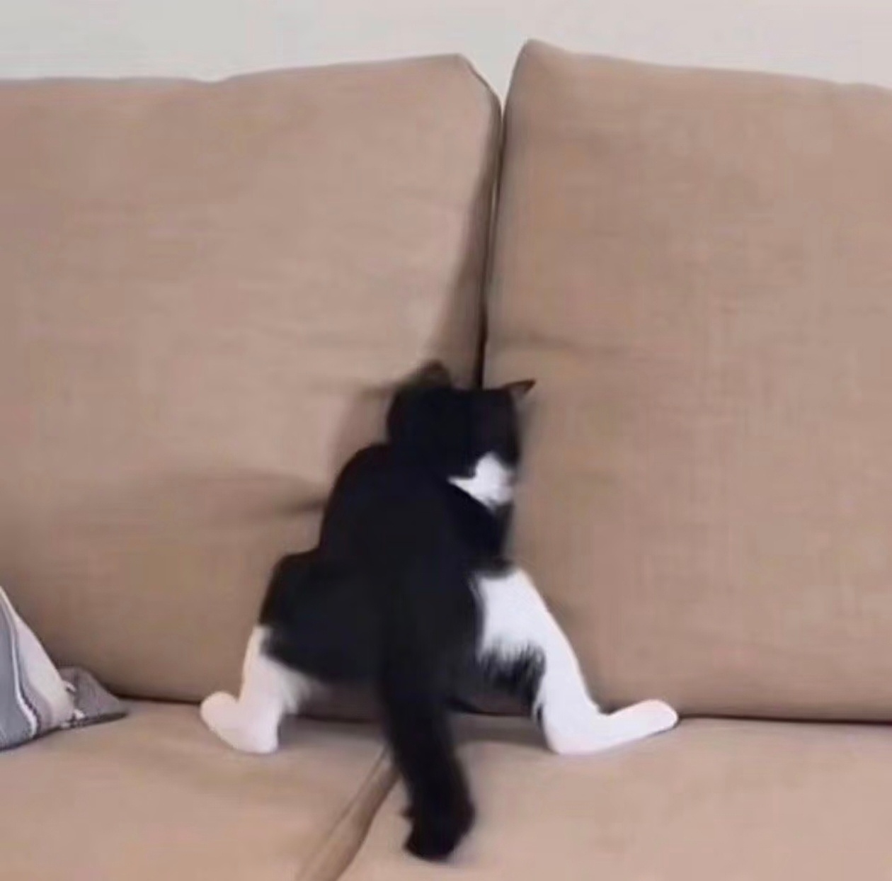 吴二乙猫时候 ​​​