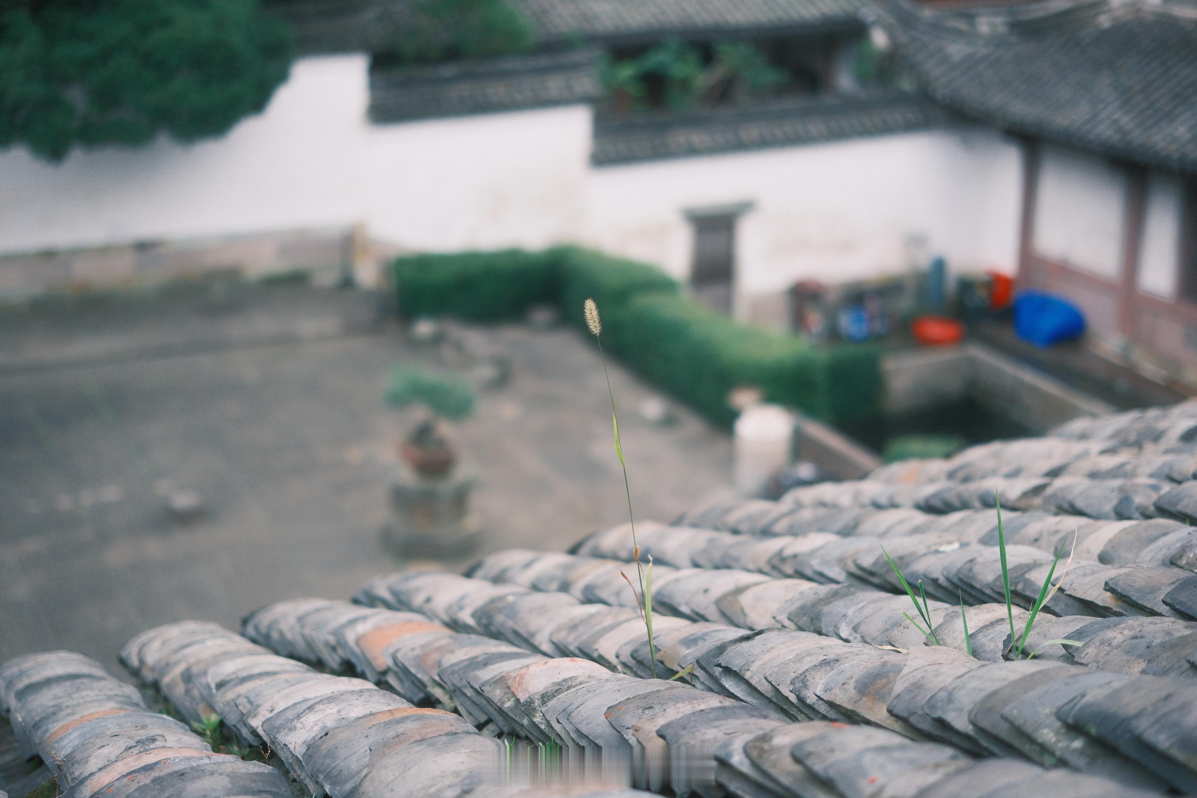 《齐风·甫田》写：“无田甫田，维莠骄骄。无思远人，劳心忉忉。无田甫田，维莠桀桀”