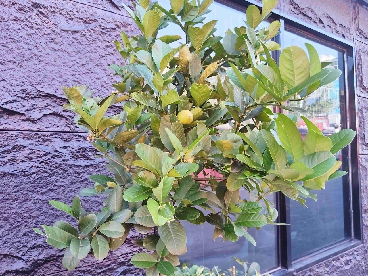 阳台角落的香水柠檬树，又捧出了金黄的果。叶片深绿发亮，像抹了层釉，枝桠间坠着椭圆