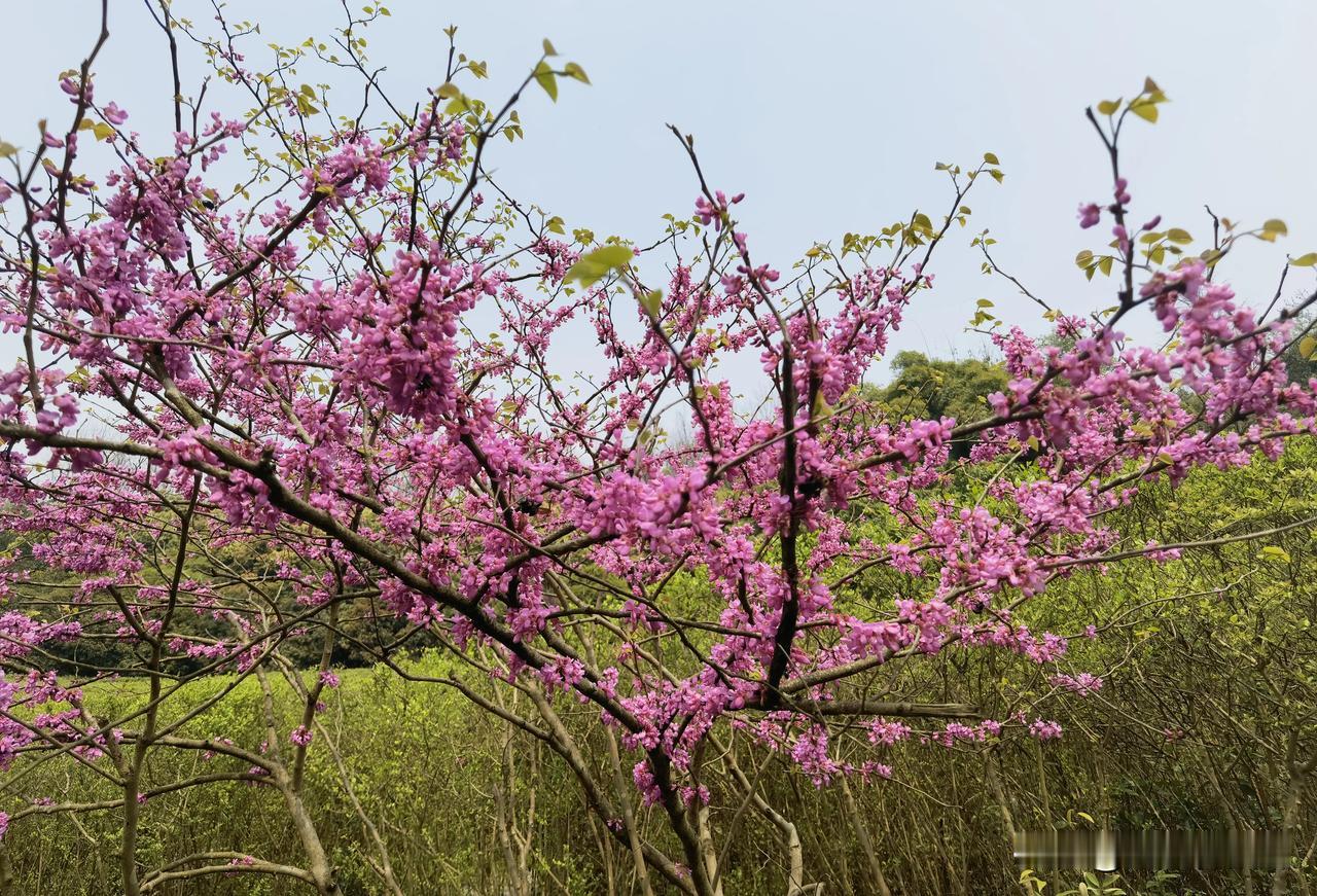 这是什么花呀？远看以为是桃花，近看不是。