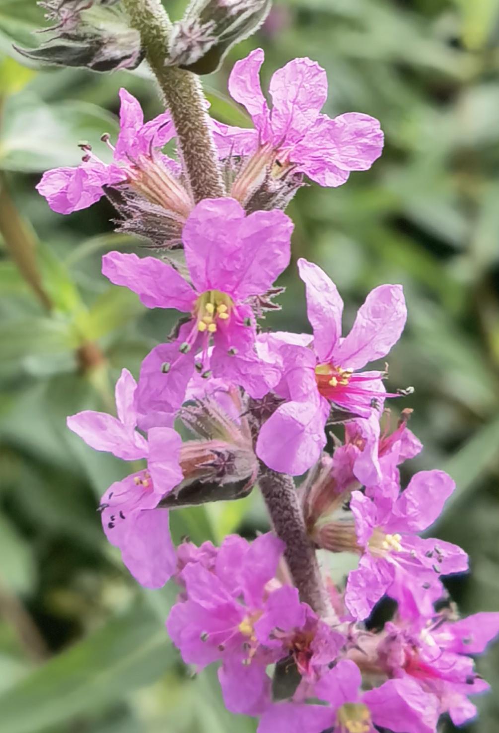 这小花是受了多少的委屈，才起了这样一个名字:千屈菜？
其实，这是一个美丽的误会。