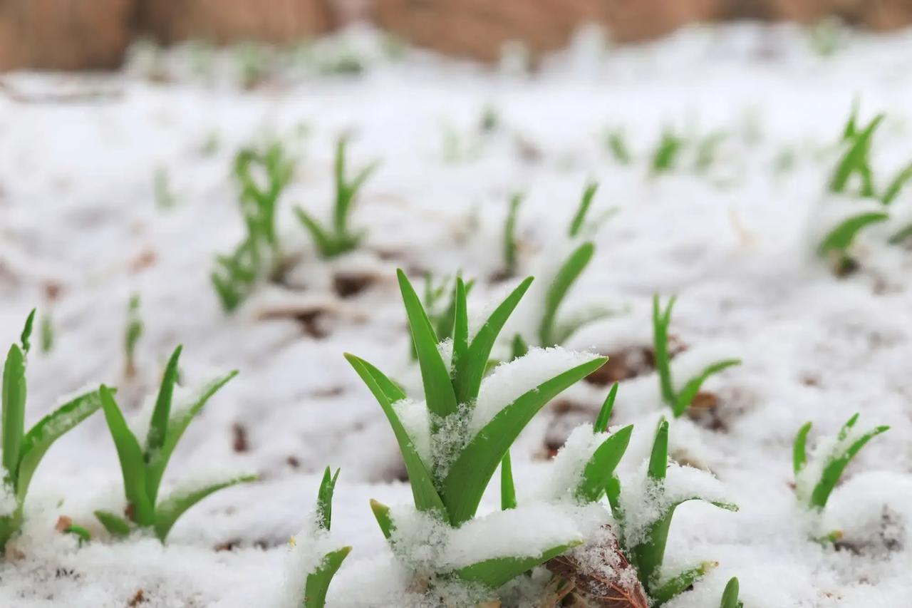 #说一句带“雪”的诗句#
春来雪渐消，人去房独立。