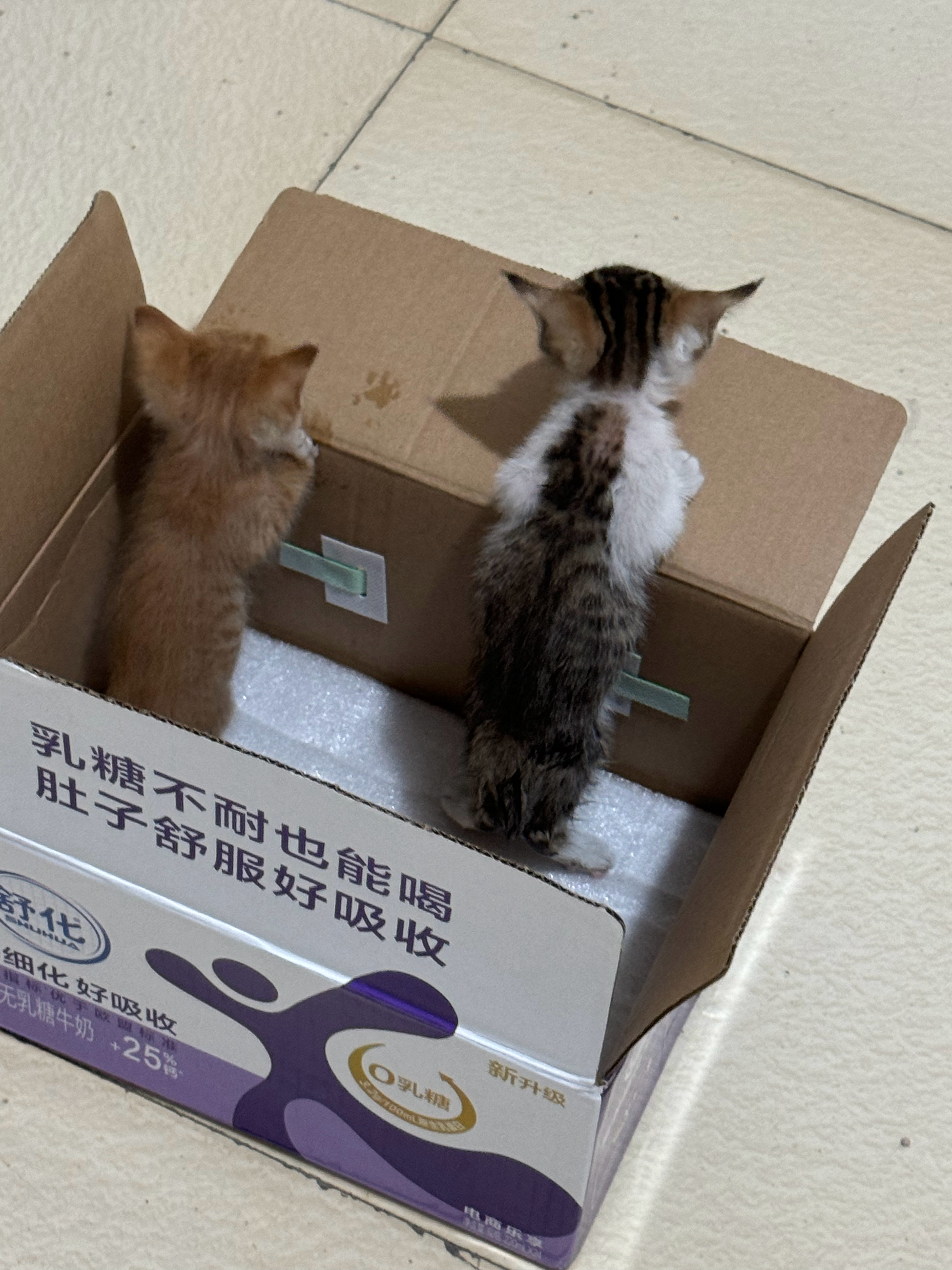 非常抱歉占用大家一点时间因为捡的猫越来越多，我能负担的能力很有限，现在在网络上找