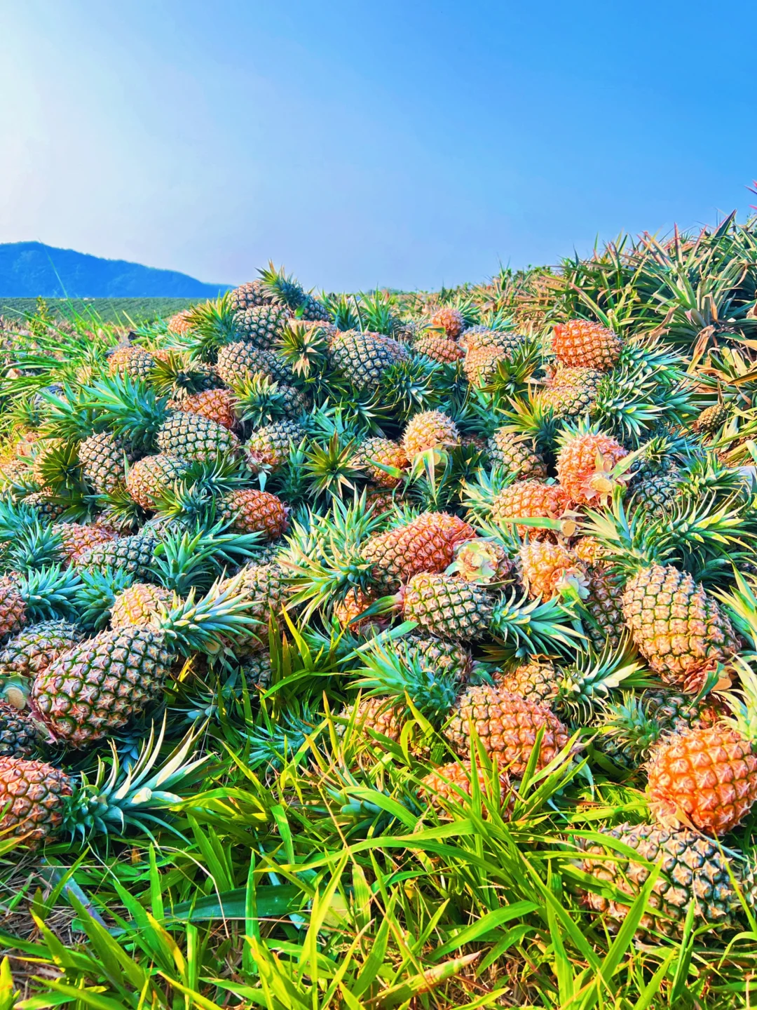 各位老主们、又到了吃海南凤梨的季节了！