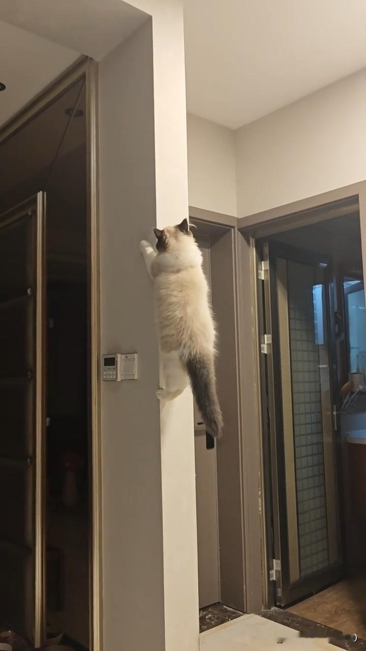 注意看！俺家这布偶猫今天给我整了个大活！正儿八经搁墙上“飞檐走壁”呢！以前我还说