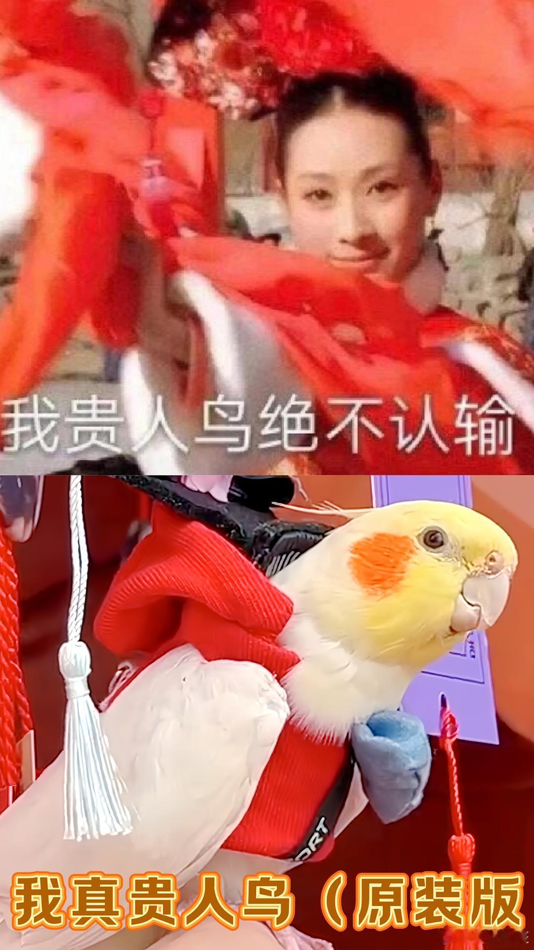 真小鸟全身都在拒绝封妃 友友们，我算是见识到了萌宠界的“甄嬛传”有多离谱。活动现