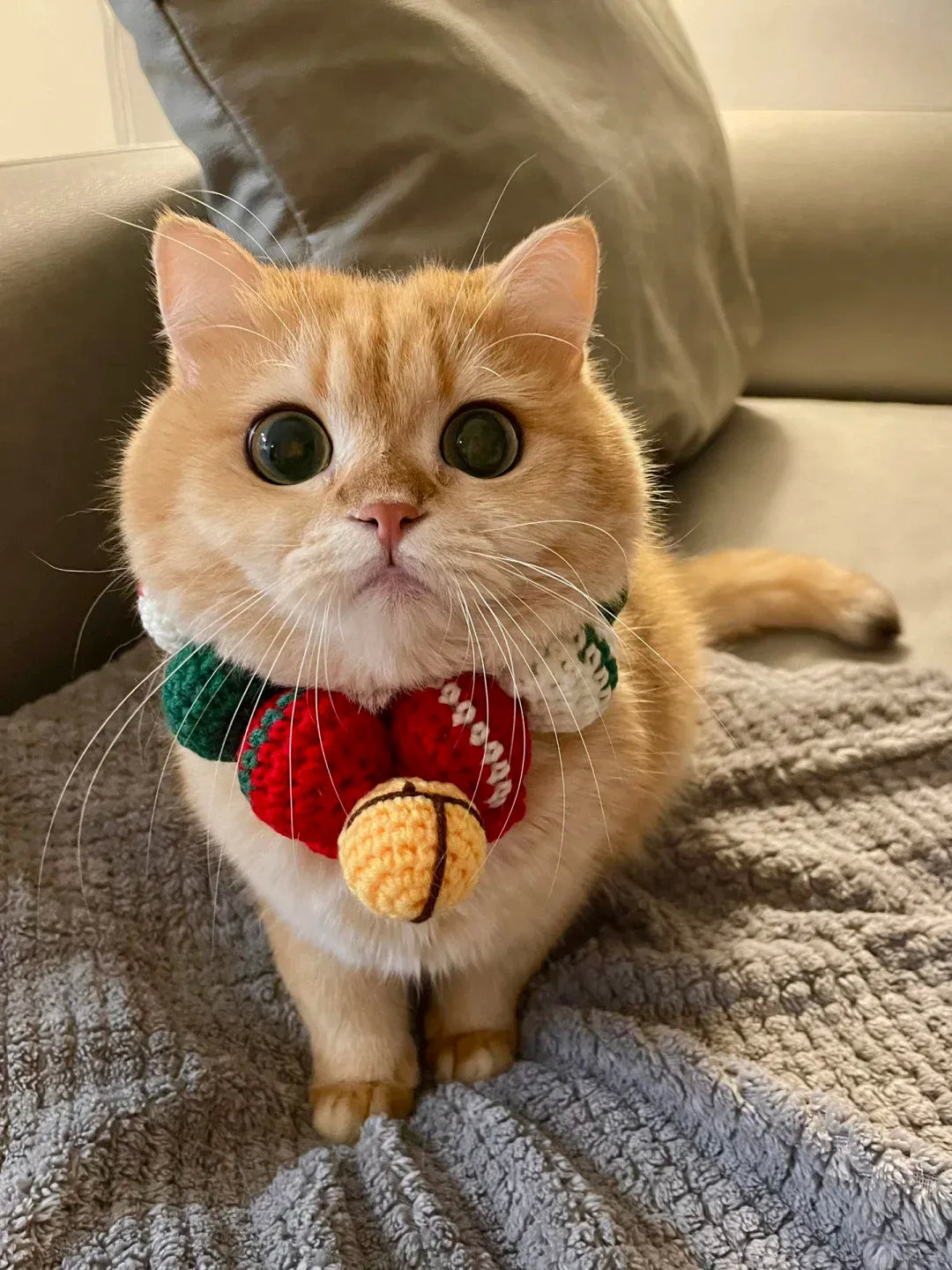 圣诞小猫已经就位