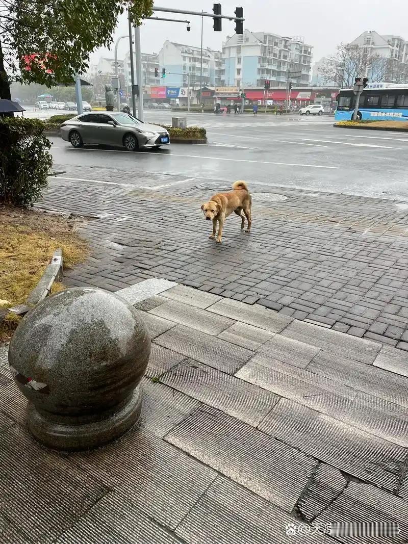 秦皇岛做为一个旅游城市，你也好好治理一下养狗的，大街小巷随处可见未拴绳的狗，万一