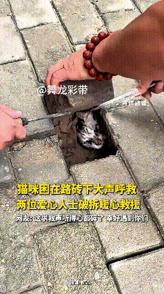 哎呀妈呀老铁们！瞅瞅这可怜小猫，硬生生卡在马路地砖底下，黑咕隆咚又闷又窄，天天被
