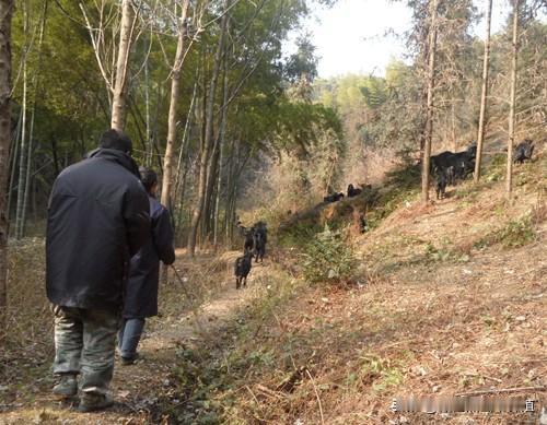 空怀期可做全面驱虫，体内外同驱；怀孕前中期选孕畜专用驱虫药，严格控剂量，严禁药浴