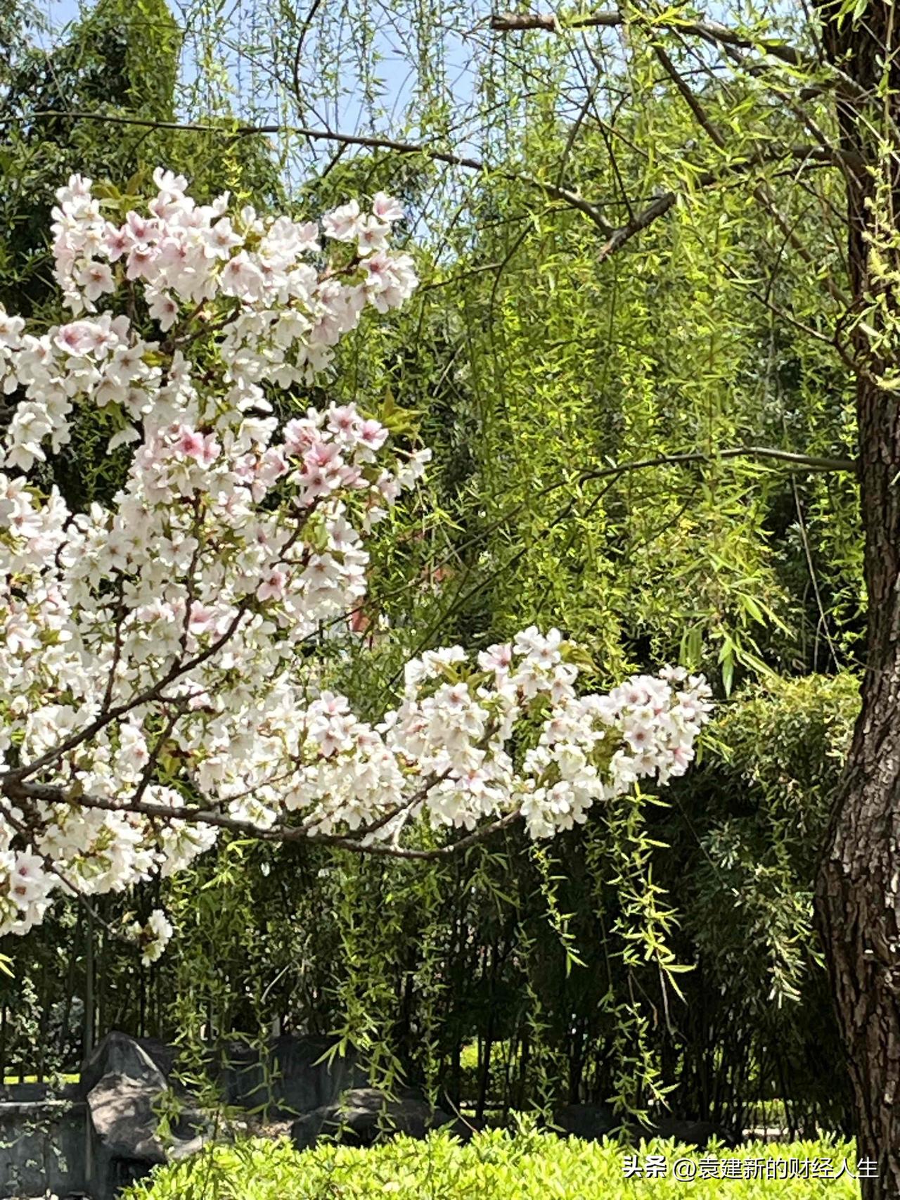 午后一袭阳光被抓拍了正午拍照 天晴随手拍