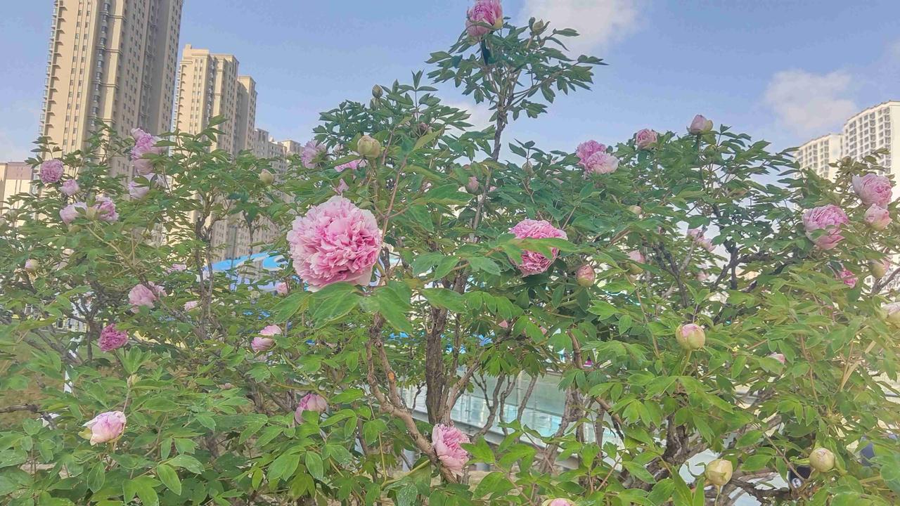 带定位晒今日生活 带定位分享今日生活，今天状态格外轻松愉悦！清晨前往牡丹公园晨练