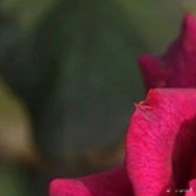 每日一善[超话]❤️v➕☀️690➕🉑蹭➕🉑🧱月季花的种植方法：一、选择种
