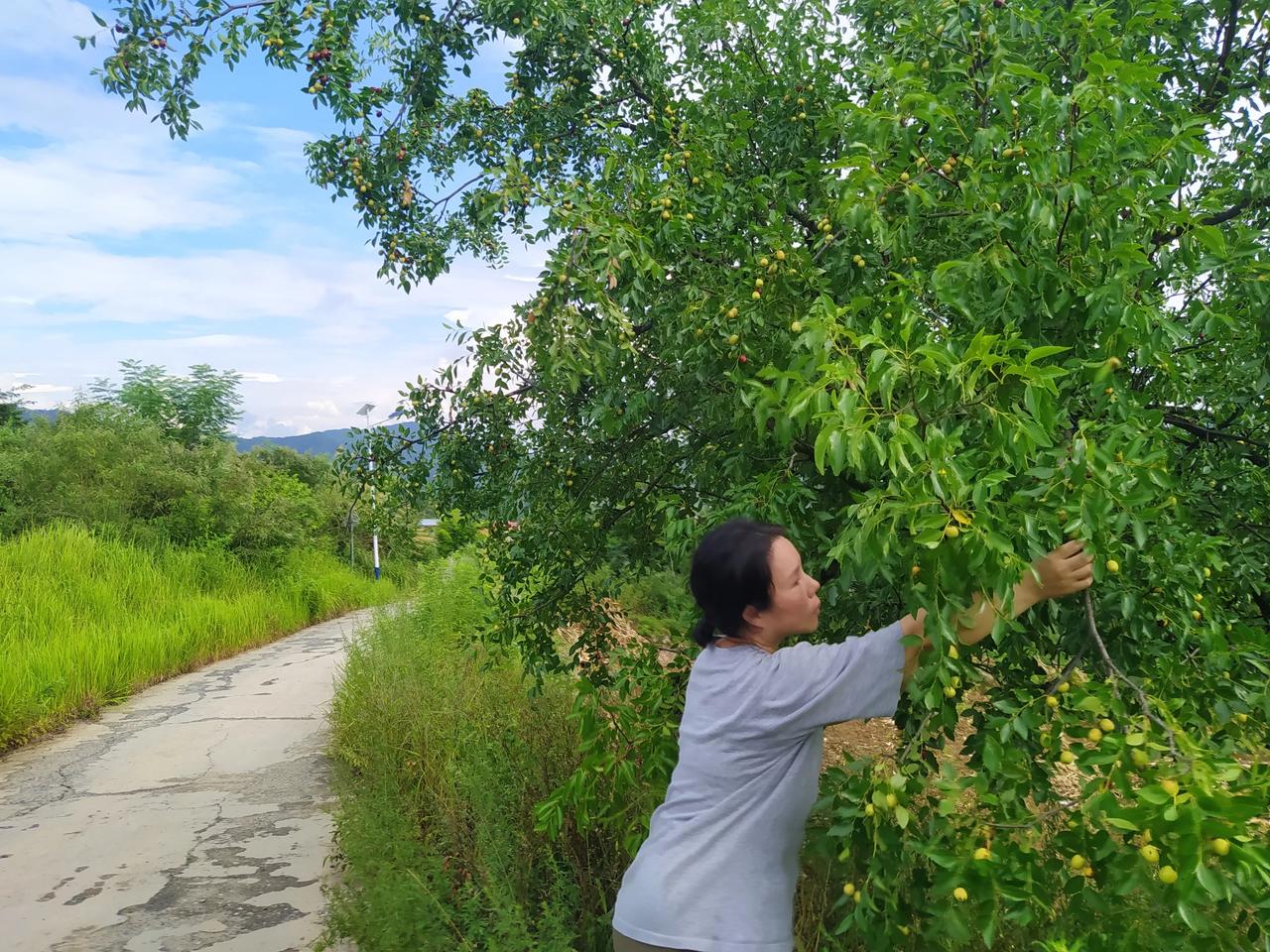 现在的村民真是日子好过了，这么好的枣子居然被嫌弃了，没一个人要

村民说，这枣子