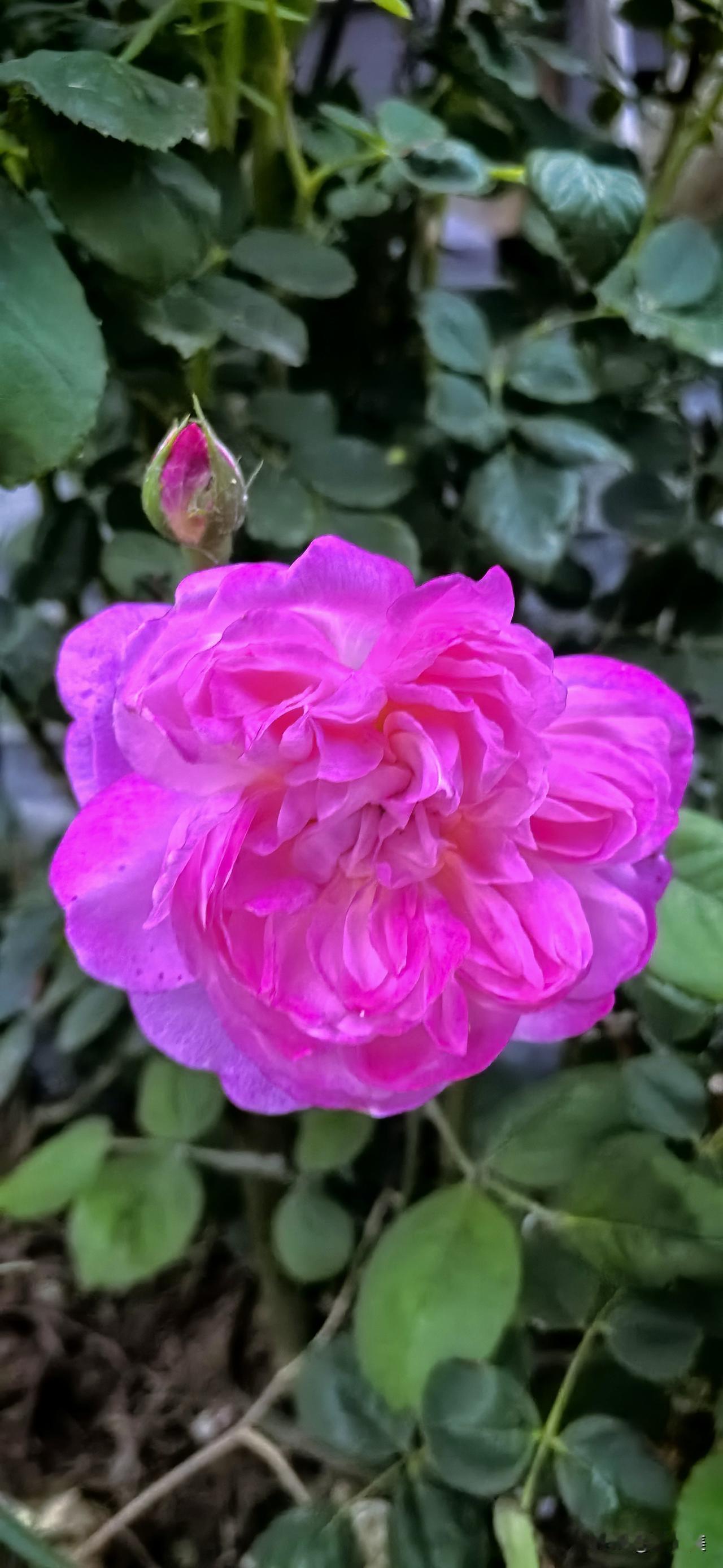 园中小满

风柔穗渐稠，花果半枝头。
世事无全胜，心安即小满。
 
小满，是二十