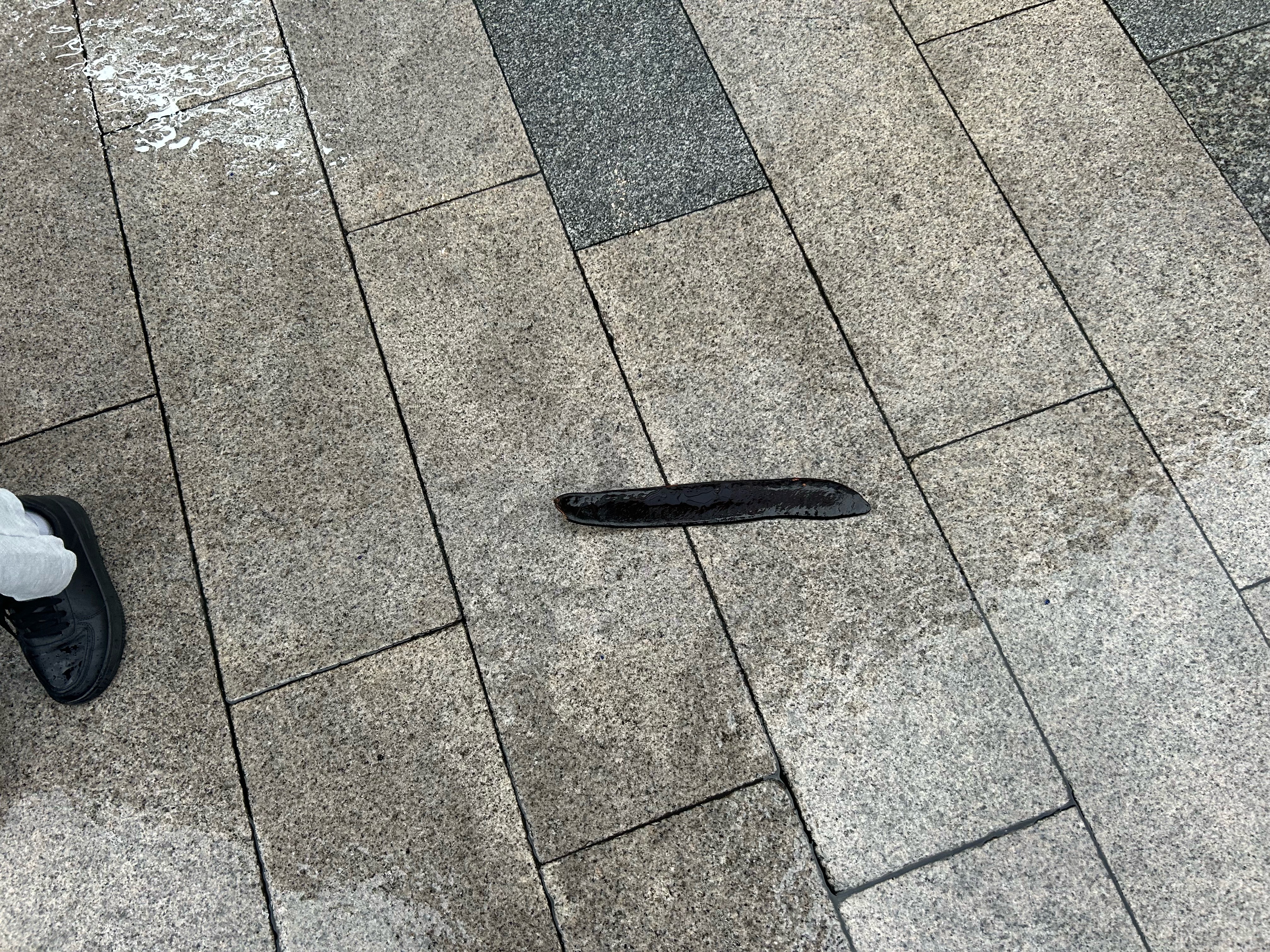 哇，广东大蚂蝗（其实是树上那种超大豆角 