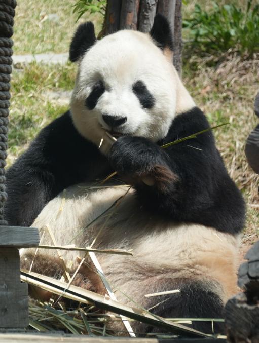 飞云这是被饲养员喂得越来越圆了吧！
看它往那儿一瘫，整个肚肚圆滚滚地堆成了小山，