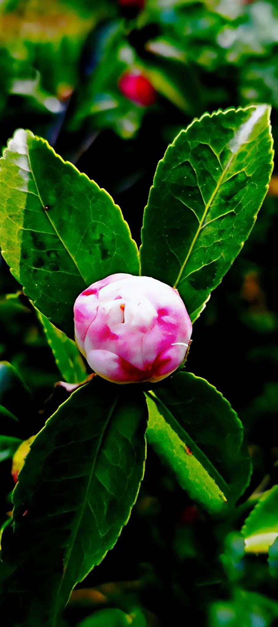 分享一张最近随手拍的照片