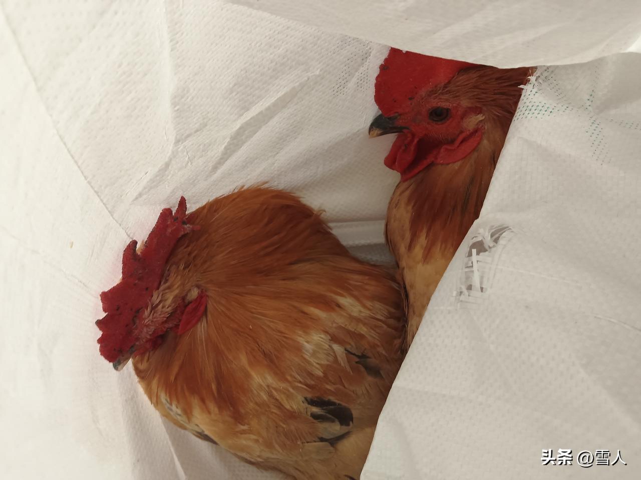 清明习俗买挂山公鸡杀公鸡祭祖与家宴的温情传承：清明时节，一只大公鸡，便是这场仪式