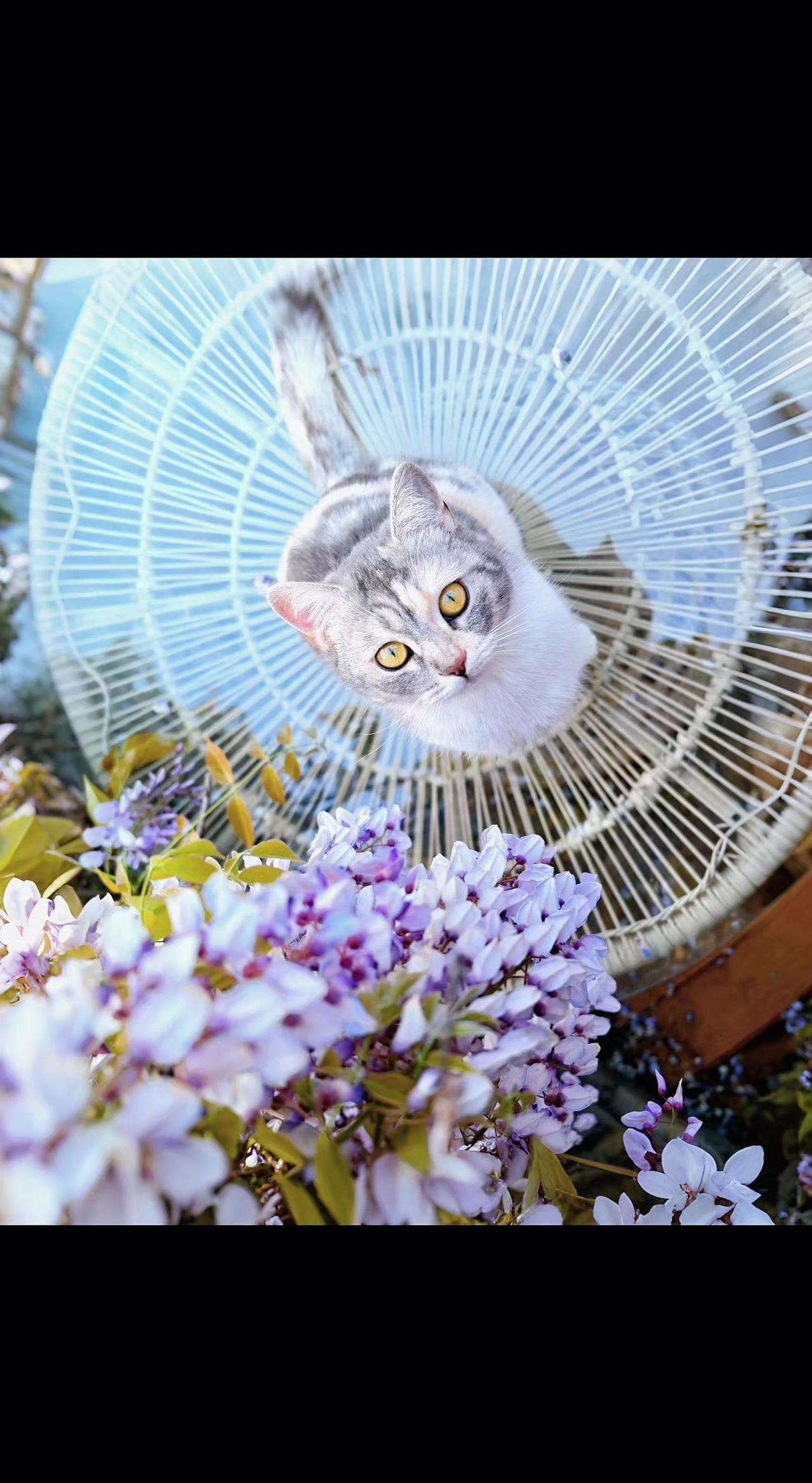 ✨春日限定捕梦网🎐，猫咪瞳孔里藏着整个春天💜。风过时，连花香都在打旋儿～