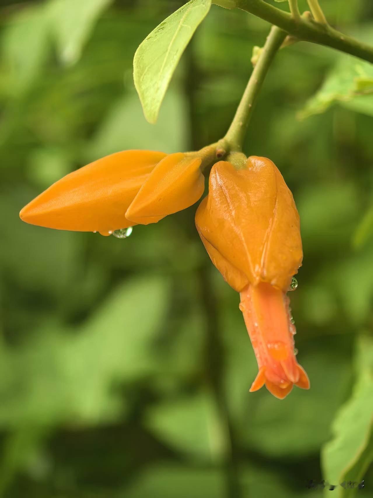 分享你随手拍的花奇花异果