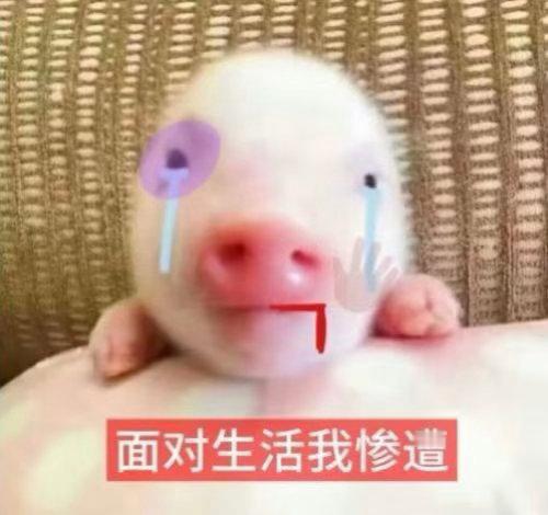 对生活说你打我噻你打我噻的下场blackpink ​​​