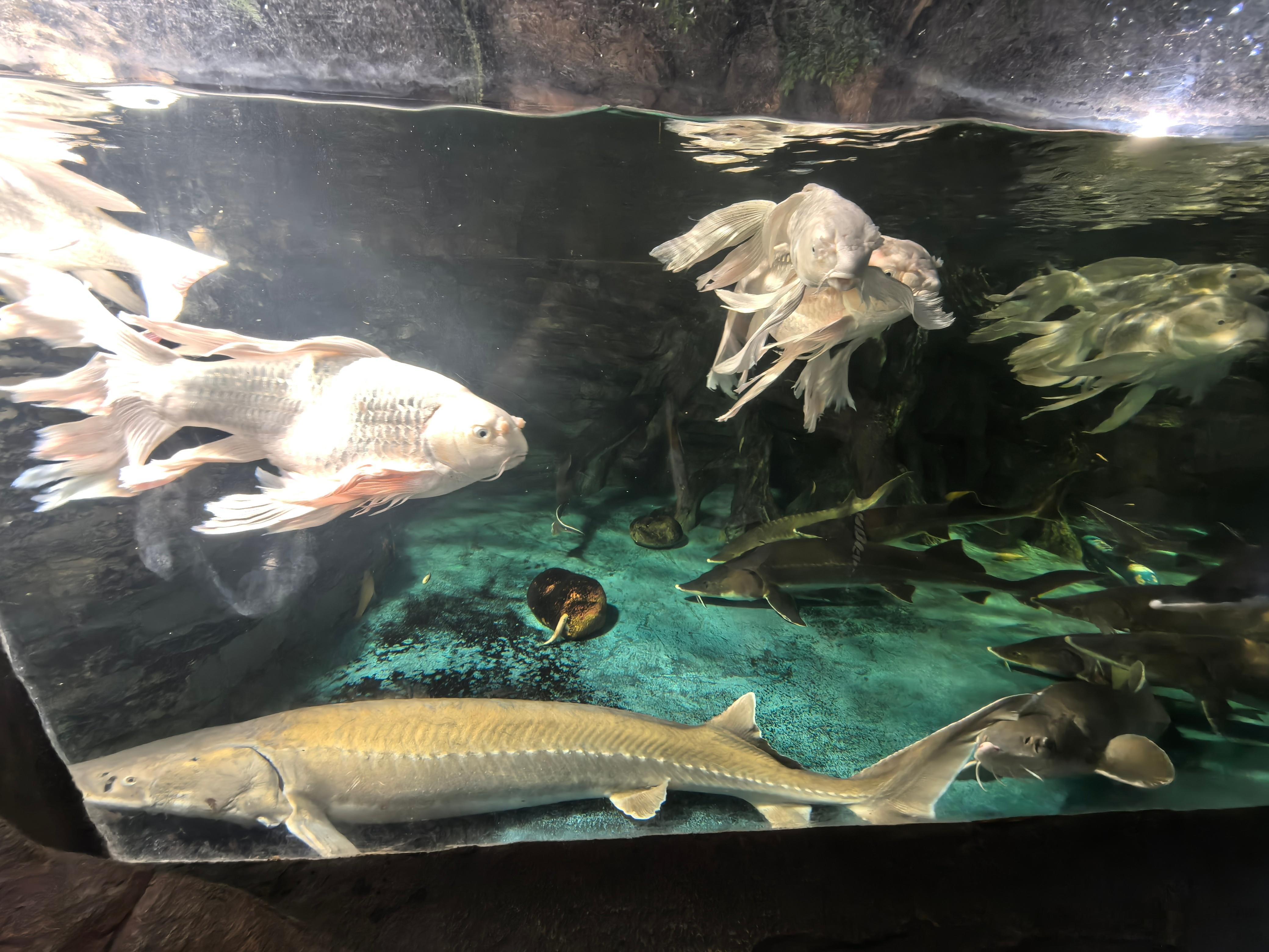 津彩绽放点赞天津 隔着玻璃看游来游去的鱼群，每一帧都是温柔的蓝调风景📸 