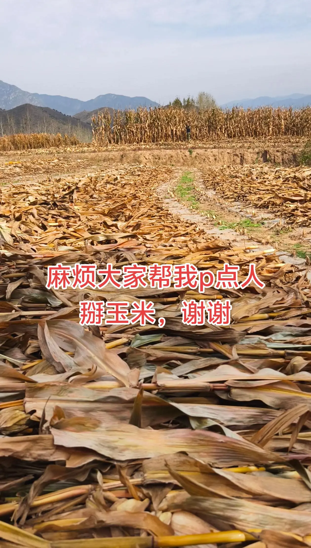 马上下雨了，玉米还没有掰完，麻烦大家给p点人😎😎😎