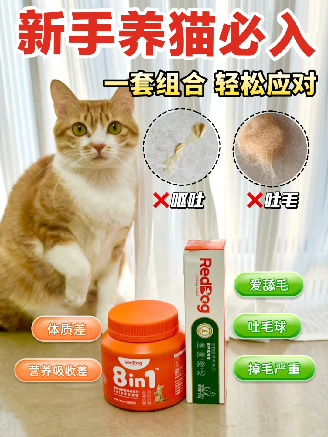 新手养猫必入|轻松养出健康小猫