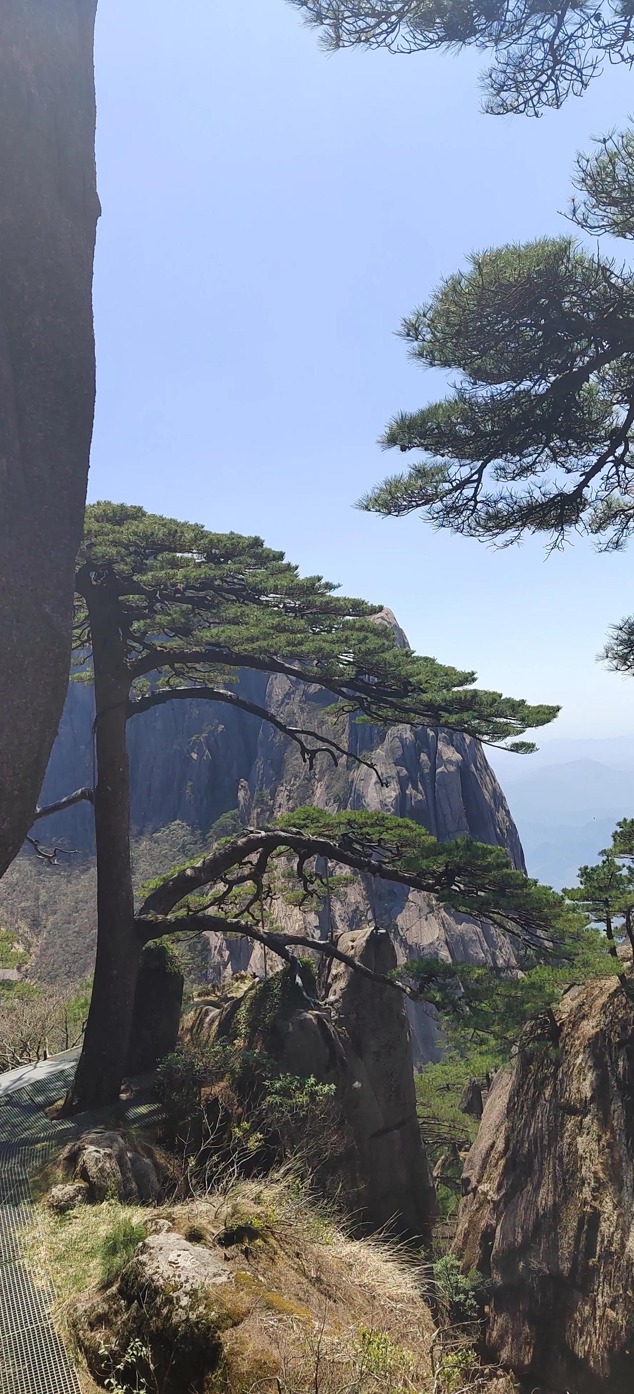晒图笔记大赛黄山的蓝天白云和风景一样美丽，在蓝天白云下迎客松显得更加沧桑挺拔。