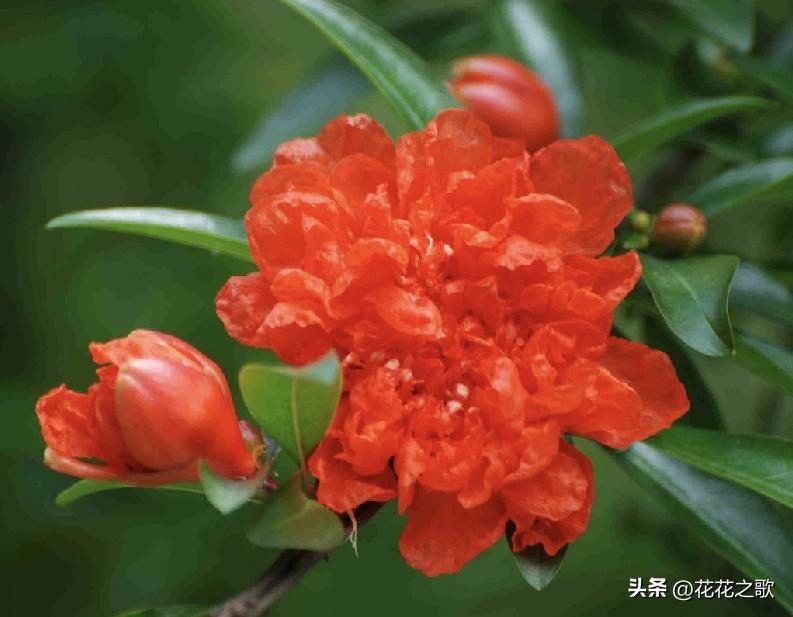 红艳艳的颜色赋予了石榴花热情洋溢的情绪代表，层层叠叠的花瓣赋予了石榴花繁华美丽的