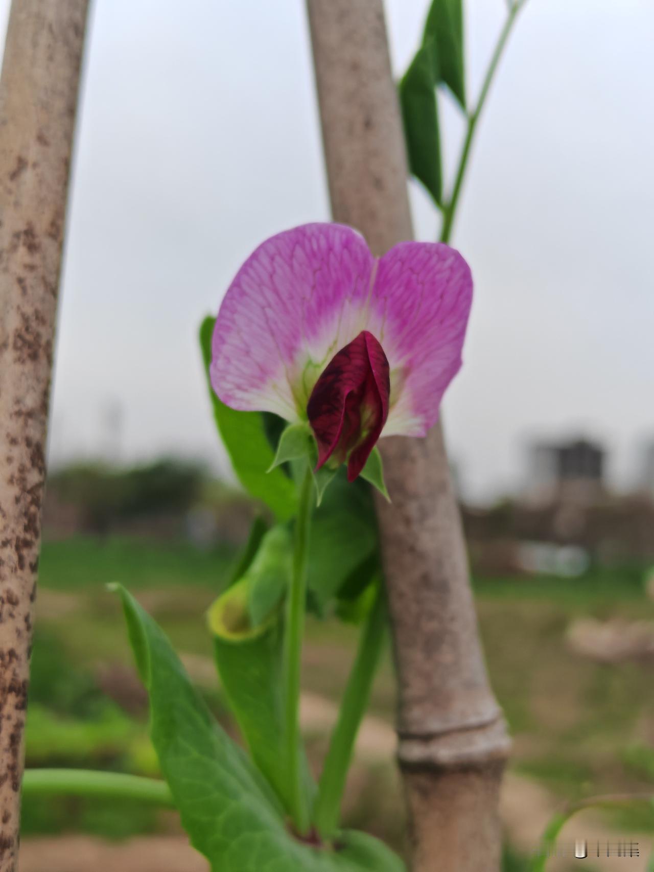 逛菜园子遇到了神仙花花，有人知道是什么花吗？