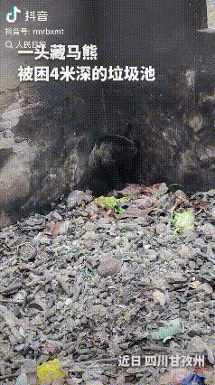 “没想到上人民日报了！”四川甘孜，一头藏马熊下山觅食，不小心掉进了4米深的垃圾池