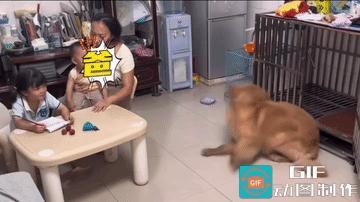 1+2=3，它是尽力了，990+1等于多少，狗子是真听懂了，不过听明白后，它的脑