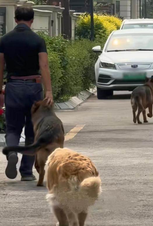 最担心的事还是发生了！新年首例曝光遛狗不拴绳案例，包括藏獒五六条大型犬类遛狗不拴