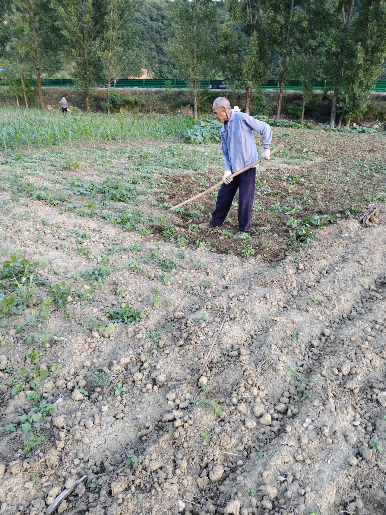 老爸又去地里干活了，农村老人不管多大年龄，只要能动，大多数都去地里干活，我的老父