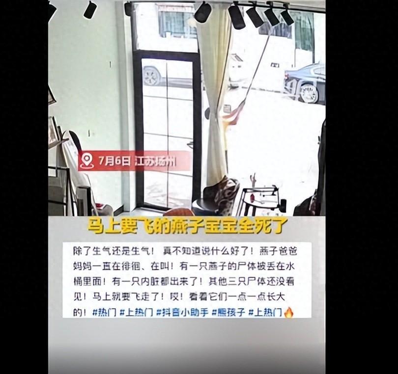薛女士回店里的第一反应,是店门口那滩碎泥草屑。抬头一看,屋檐下空了,燕子窝没了。