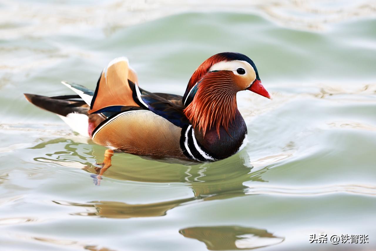 颐和园的鸳鸯、绿头鸭、黑天鹅