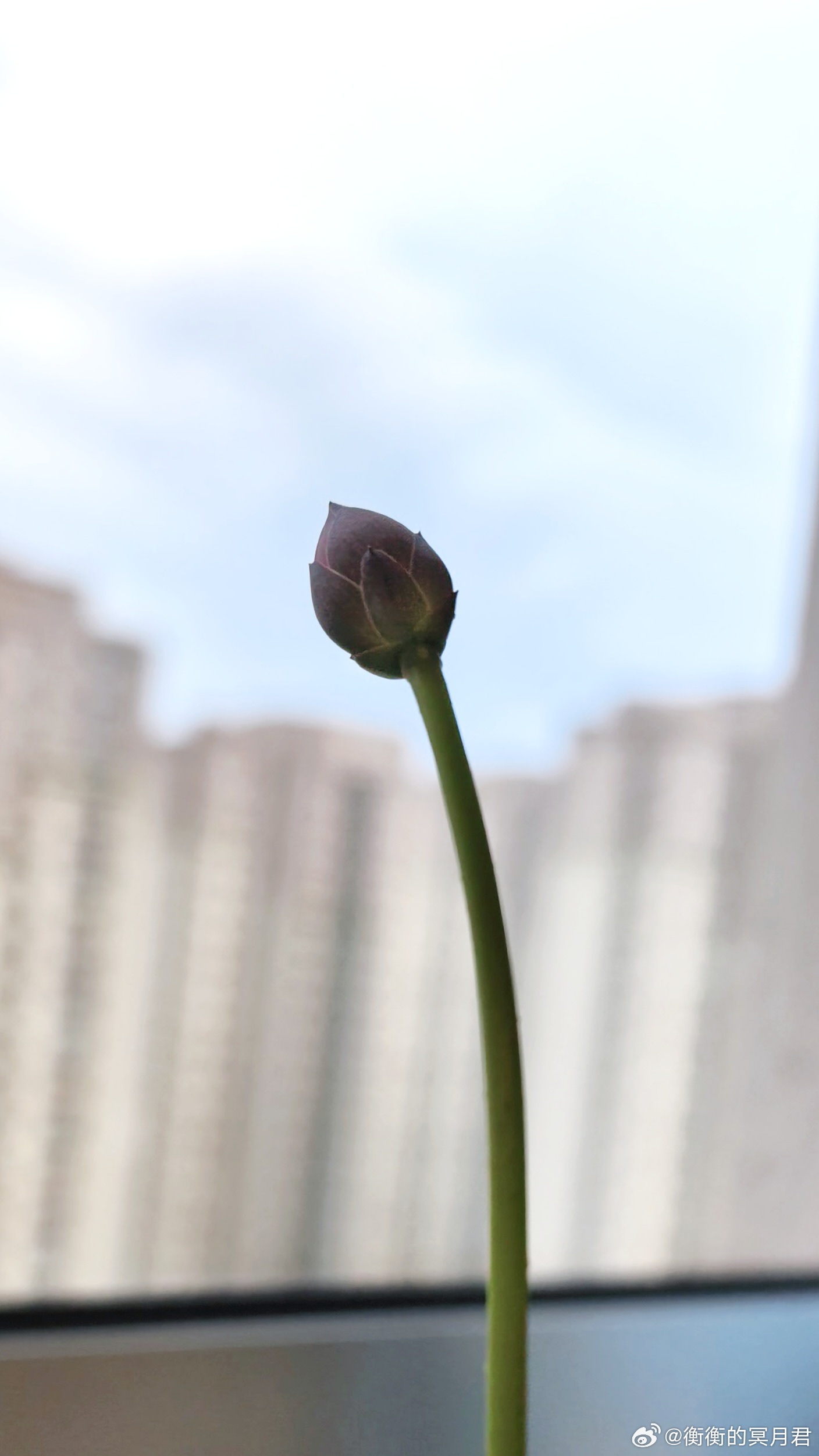 小荷才露尖尖角 