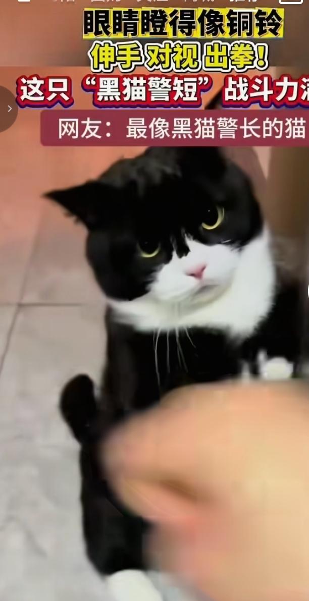 全网最像黑猫警长！奶牛猫眼神气场拉满
 
这只黑白奶牛猫火爆出圈，被网友称作现实