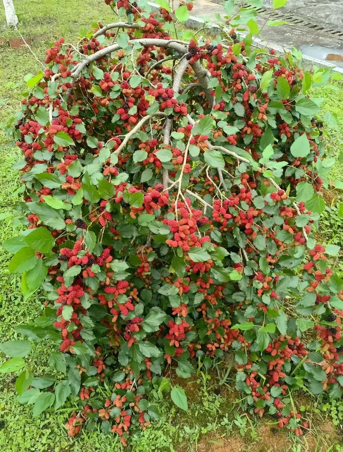 桑葚的生产队时光之忆
            （张树忠）
      因身体有三