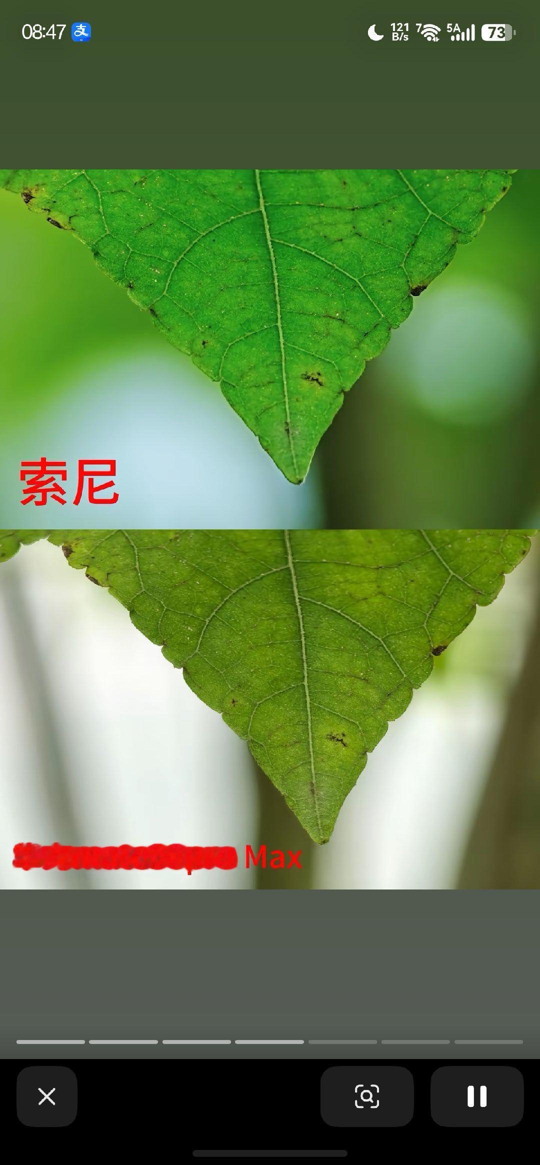 民科是最TM可怕的，会按几下快门就真把自己当老师了。红枫一代我就和微单做过对比，