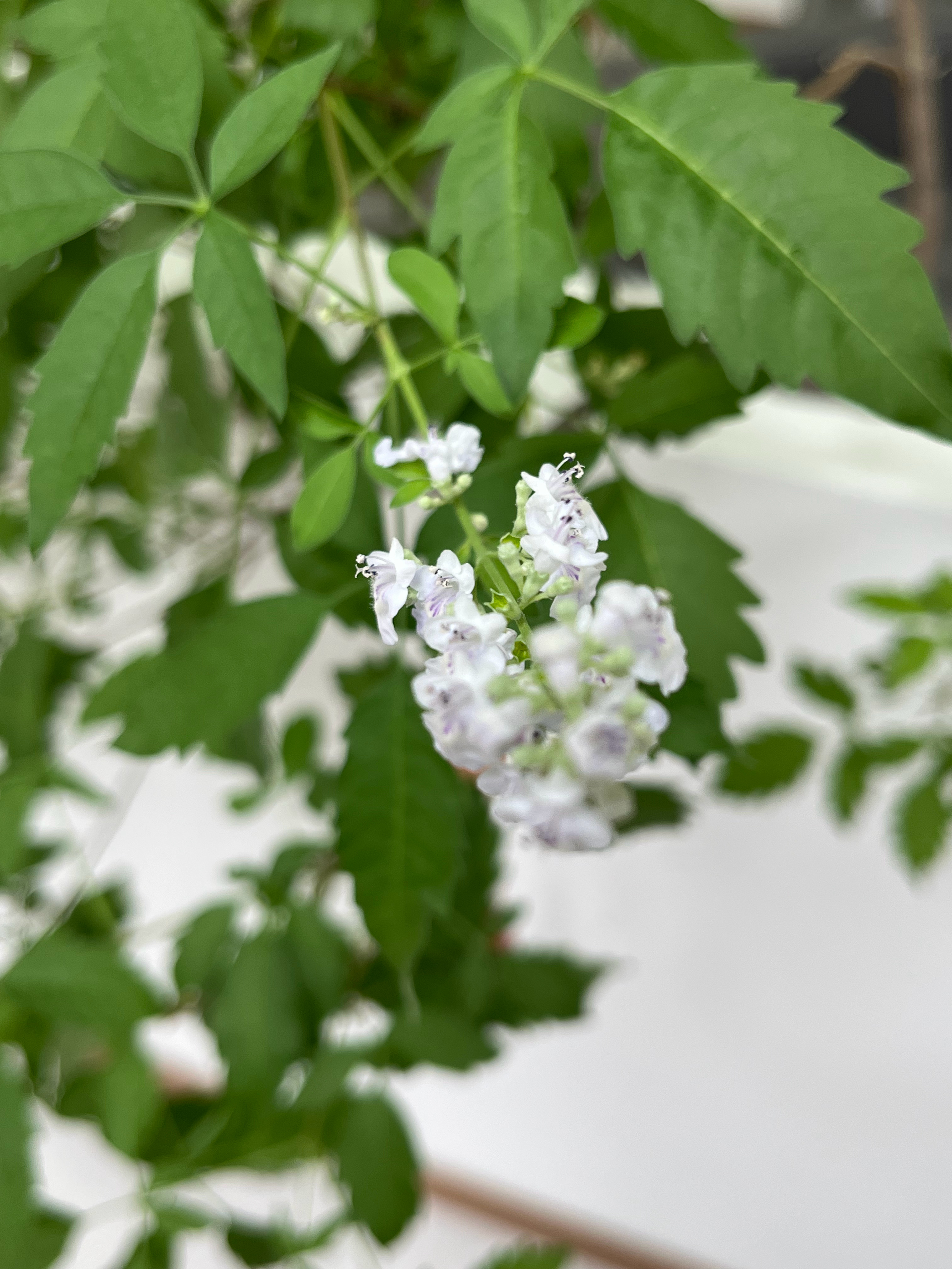 这是黄荆花，淡淡的紫色，有点好看。 