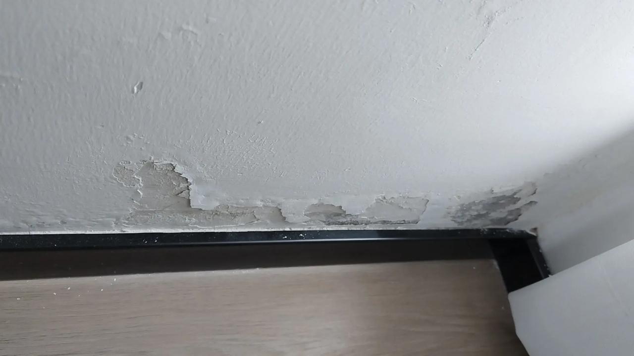 墙皮掉落，新生命正在萌芽。