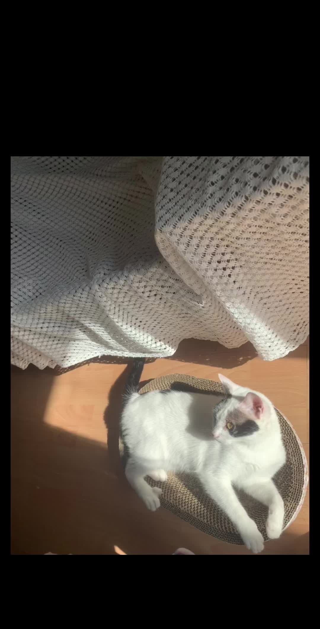 烧猫 又欠踩了  [猪头]  ​​​