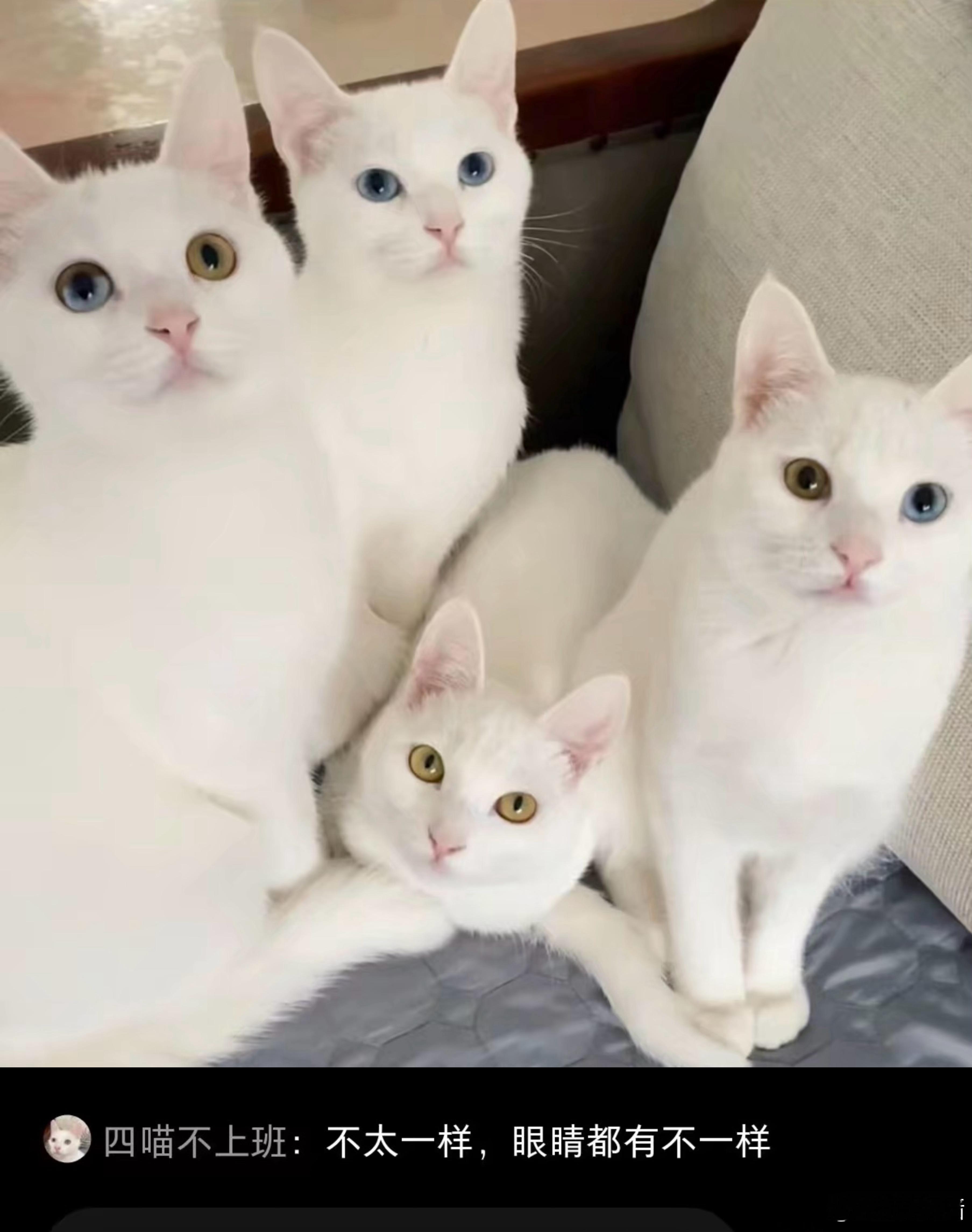 喜欢的东西是同一类型囤了四个和陌生人解释的时候： 