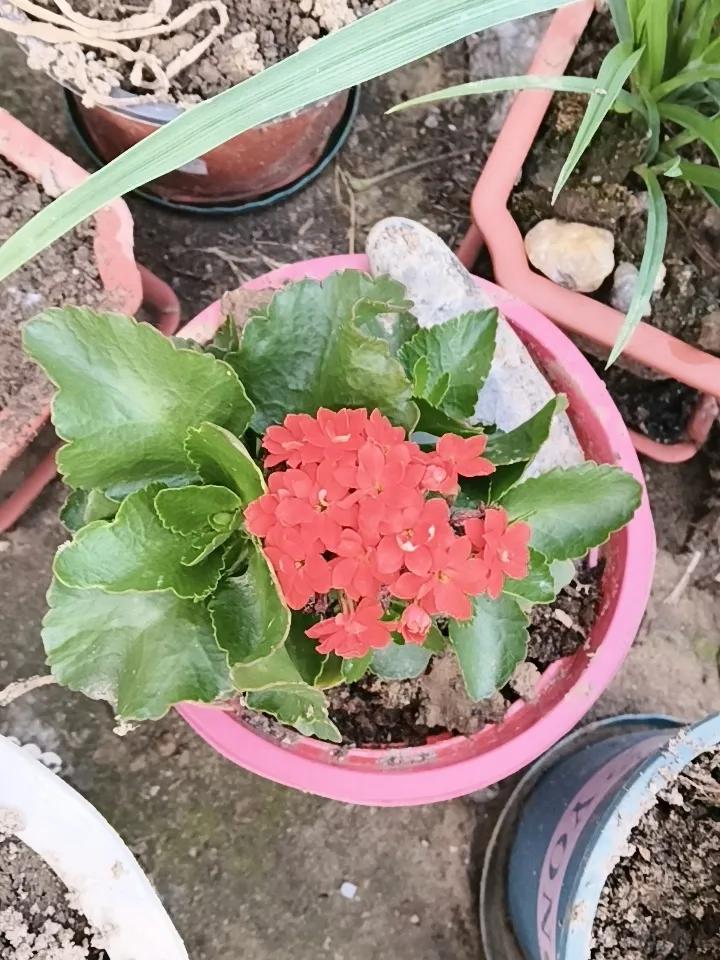 今年三月份扦插了多棵长寿花，只有这一盆中国红生机盎然，开花不断
