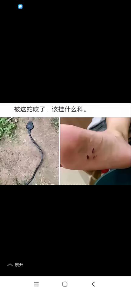 三角头的毒蛇