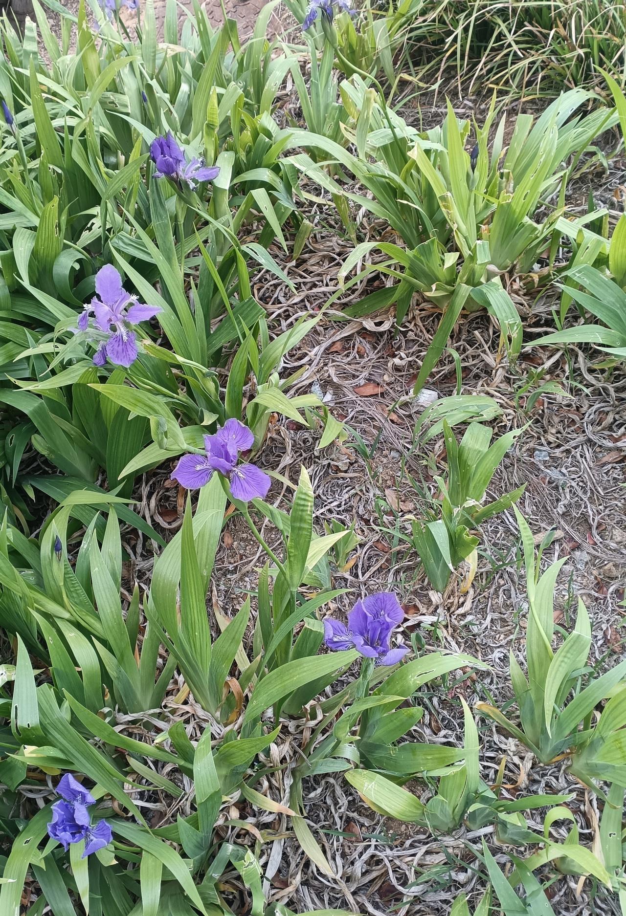 风过青丛，鸢尾轻颤，把紫色的梦开在寻常时光里。