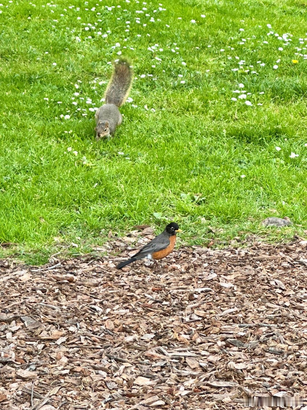 #鸟粉投稿# 和松鼠🐿️一起玩耍的旅鸫 ​​​